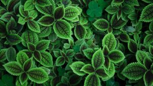 close up photo of green leafed plant